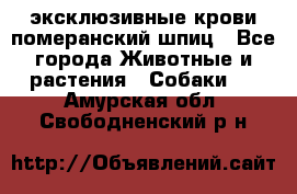 эксклюзивные крови-померанский шпиц - Все города Животные и растения » Собаки   . Амурская обл.,Свободненский р-н